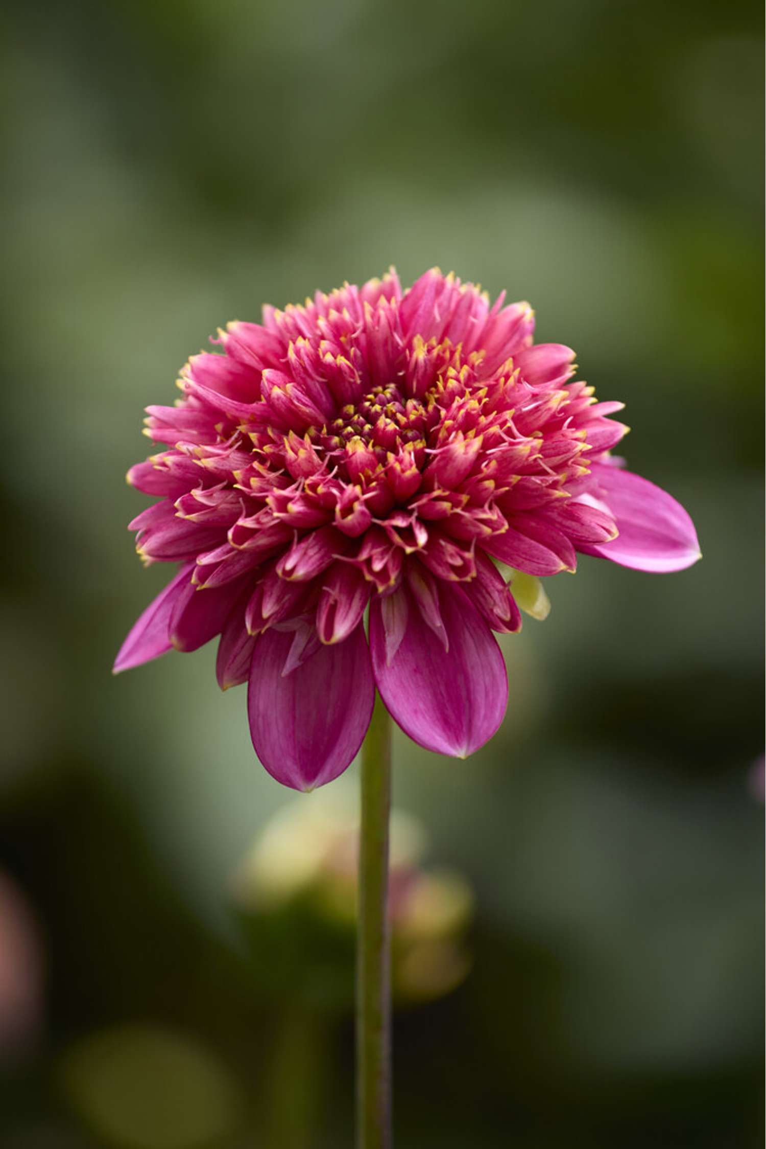Dahlie ‘Alyshia’